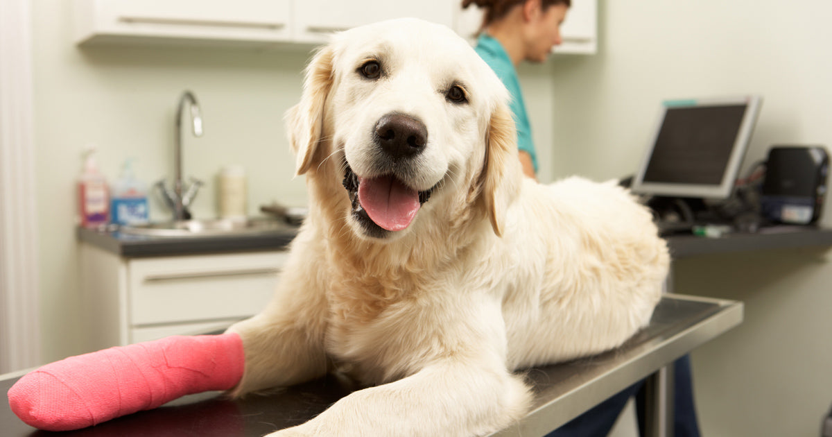 Top 5 Questions Answered About Compounded Medications for Pets
